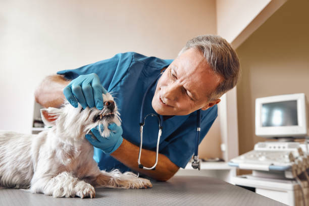 Best Emergency Tooth Extraction in White Rock, NM
